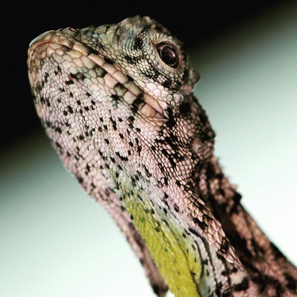 Portrait of a draco (flying lizard)
