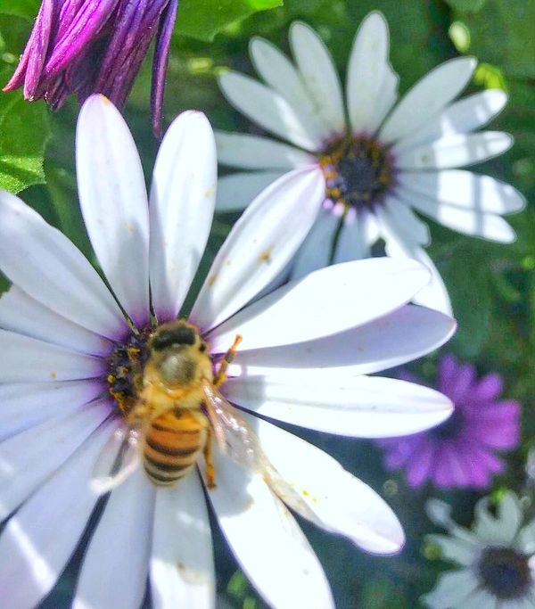 Bee on white daisy
