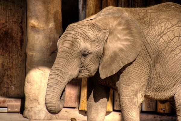 Elephant at the Zoo