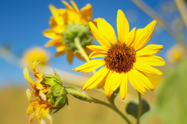 Sunflowers