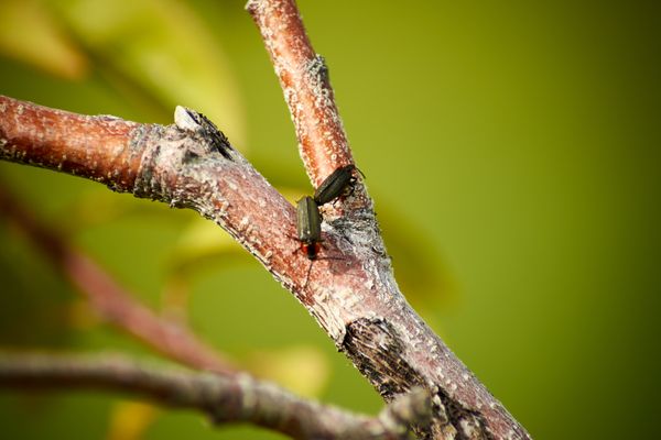 Bugs on a Stick