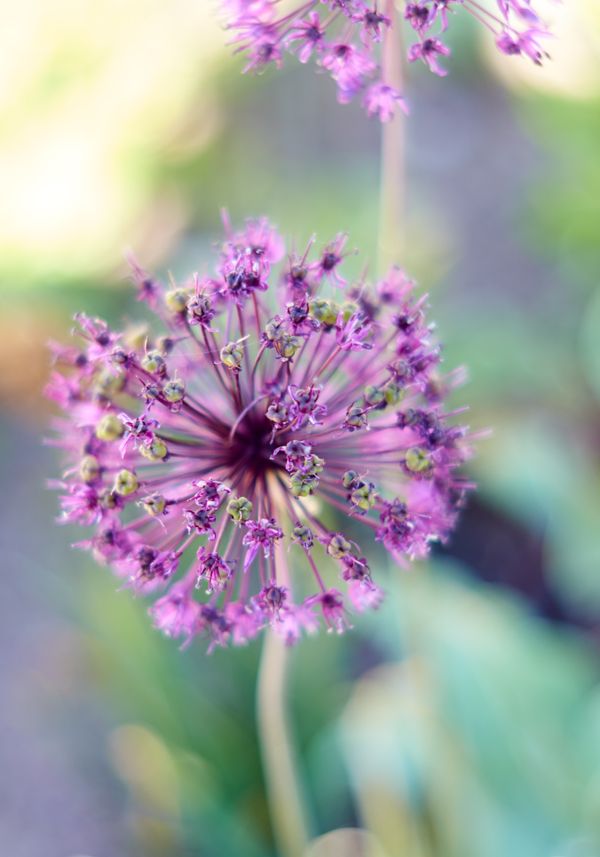May flowers