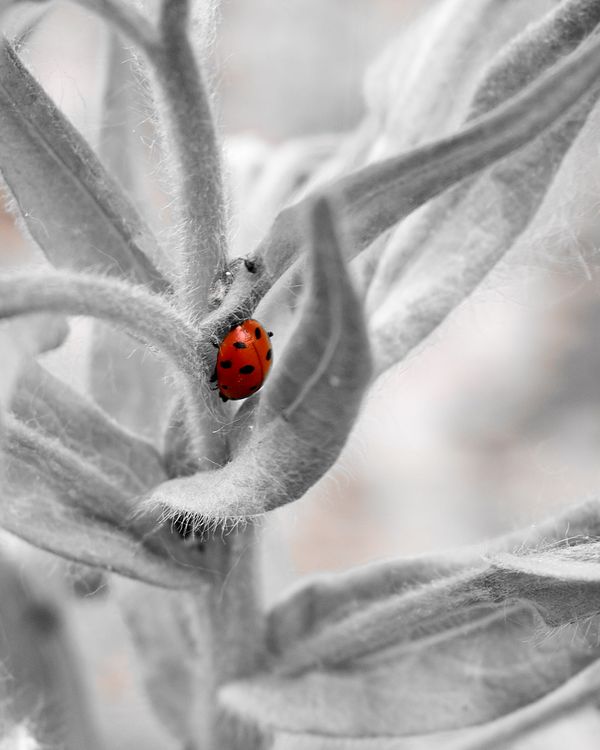 Lady in Red