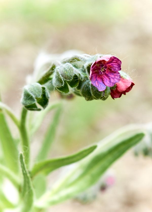 Wild flowers