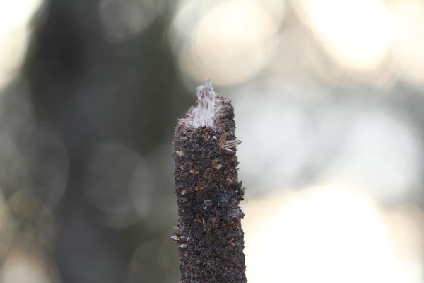 Yakka