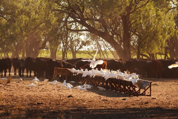 Cattle & Cockatoos (18)