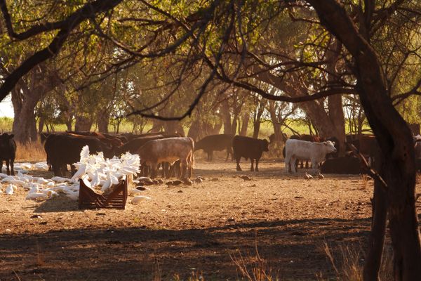 Cattle, Cockys & Ducks (18)