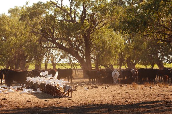 Cattle, Cockys, Ducks & Galahs (18)