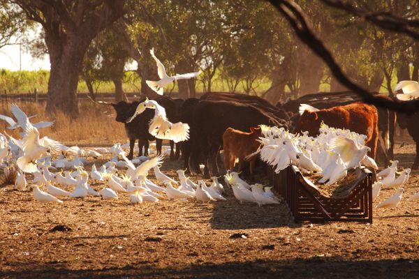 Cockatoos & Cattle (18)
