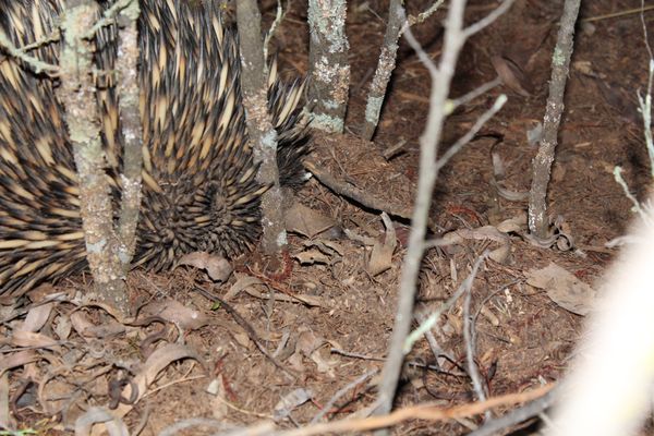 Echidna Snout