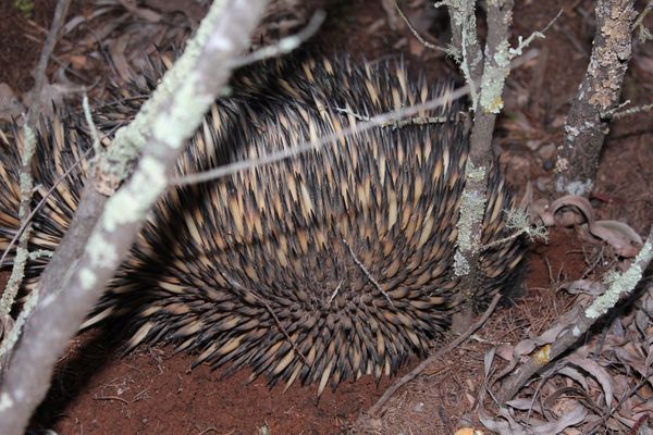 Echidna