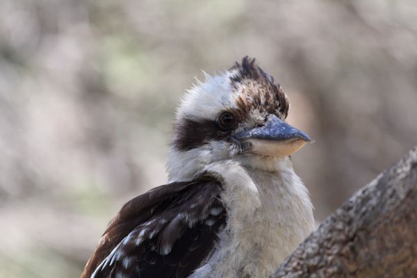 Kookaburra