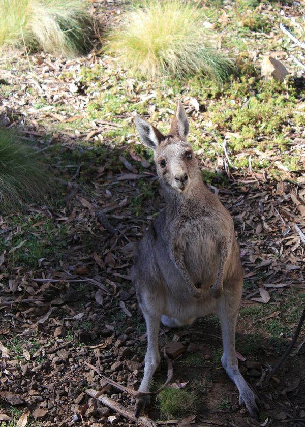 Kangaroo (aka The Red Frog Lolly Thief)