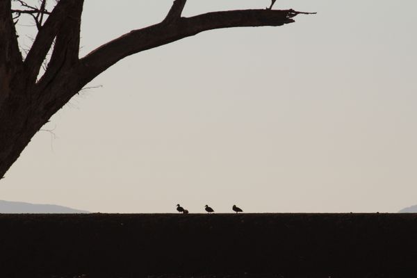 Three Ducks on the Levee Bank