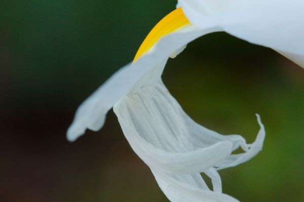 White Iris