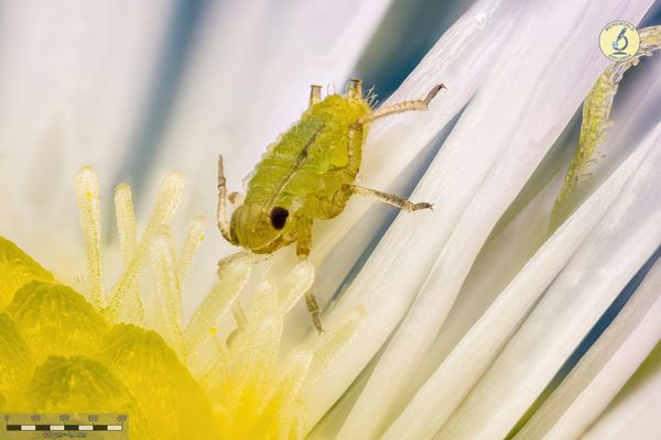 Aphid is living in chamomile