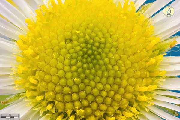 Inside the chamomile flower