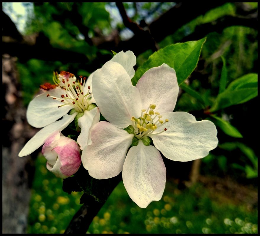 Apple trees in bloom Clickasnap It pays to share