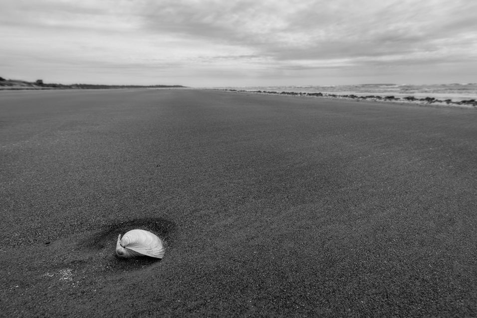 Clam shell on a long sand beach - monochrome