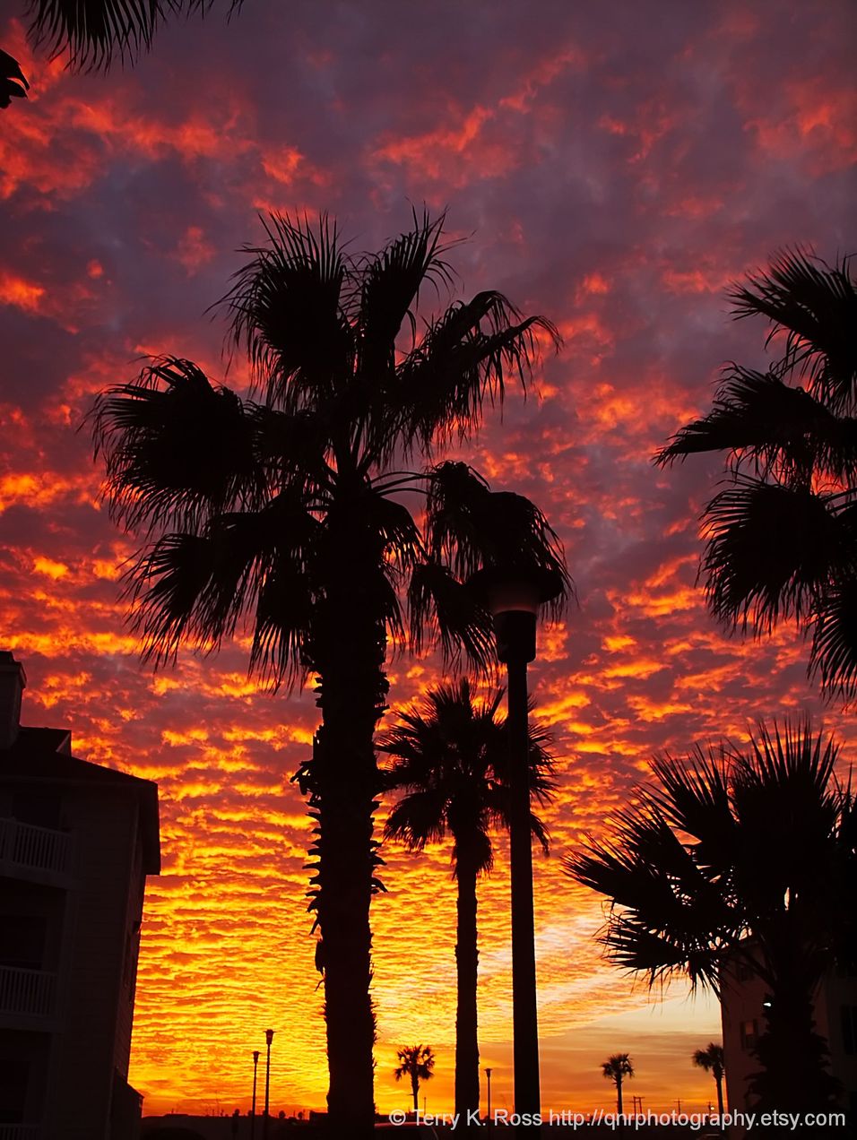 Palms in the Sunset