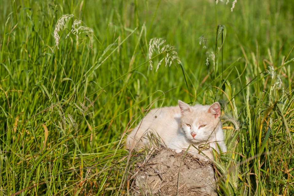 Cat sitting in a meadow