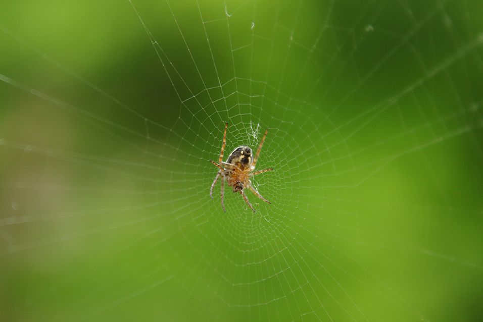 Spider on a web