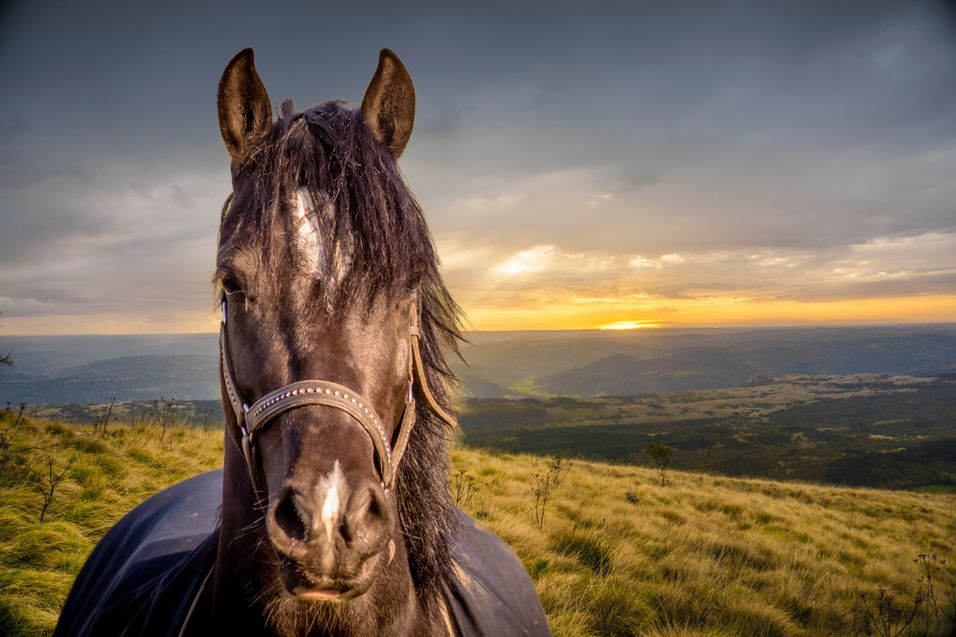 Horse & Sunset