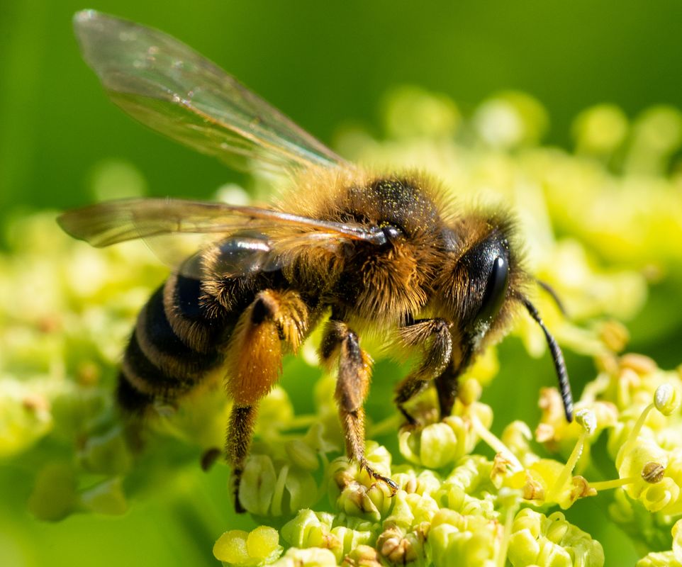 Honey bee collecting pollen - Clickasnap - It pays to share